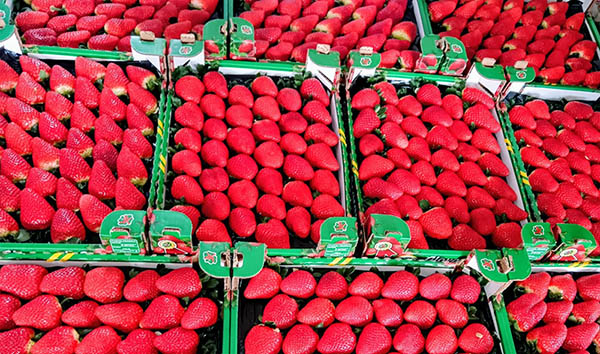 Frutti di Rossetta® in cassette destinate al mercato